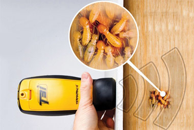 Detección e identificación de plagas en Bilbao, Bizkaia