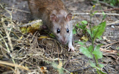 Alertan sobre la expansión descontrolada de las plagas de ratas