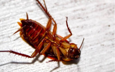 Alerta vecinal por una plaga de cucarachas en Ortuella (Bizkaia)