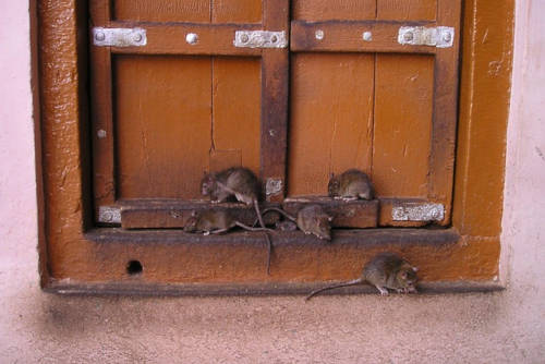 ¿Por qué están aumentando las plagas de ratas en entornos urbanos?