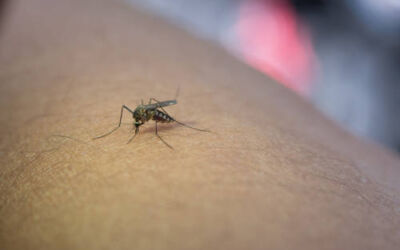 Alertan de un posible aumento de los casos de Fiebre del Nilo Occidental