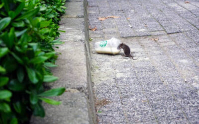 El Ayuntamiento de Bilbao comienza la campaña de desratización en Rekalde