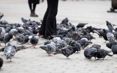 ¿Cómo actúa el Ayuntamiento ante la plaga de palomas en Bilbao?