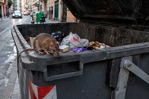 ¿Por qué está aumentando la presencia de ratas en Bilbao?