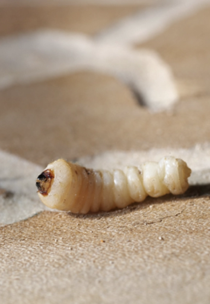 larva carcoma