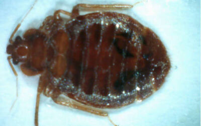 Claves para evitar que una plaga de chinches llegue a tu hogar