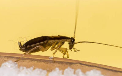 Crean un sistema que permite prevenir las plagas de cucarachas