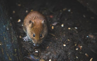Enfermedades que transmiten las ratas al ser humano