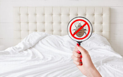 Así es como, sin darte cuenta, llevas las chinches de cama a tu hogar
