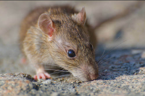 ¿Son efectivos los ultrasonidos contra las ratas?