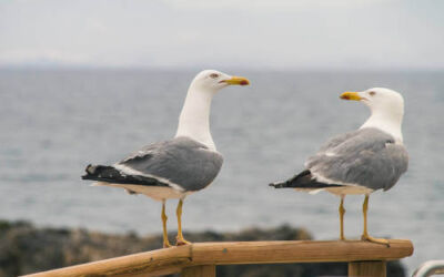 El Ayuntamiento de Getxo decide poner freno a la plaga de gaviotas