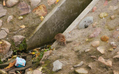 ¿Influirá la Ley de Bienestar Animal en el control de plagas?