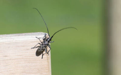 Localizan por primera vez un insecto que es considerado una plaga de la madera en China
