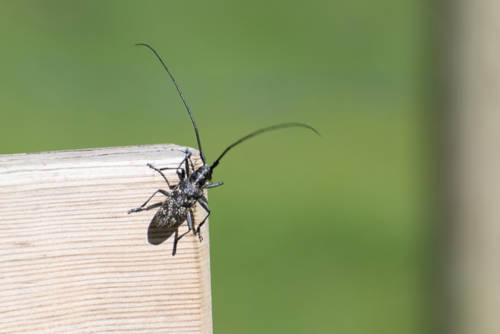 Localizan por primera vez un insecto que es considerado una plaga de la madera en China