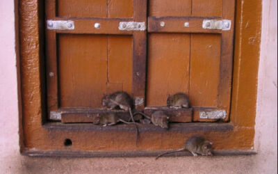 Leyendas urbanas sobre ratas y ratones que seguro que desconocías