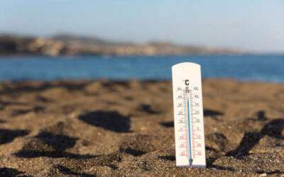 ¿Por qué las altas temperaturas incrementan la presencia de cucarachas?