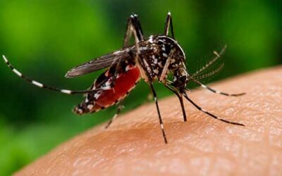Presentada una guía de prevención y control del mosquito tigre en Bizkaia