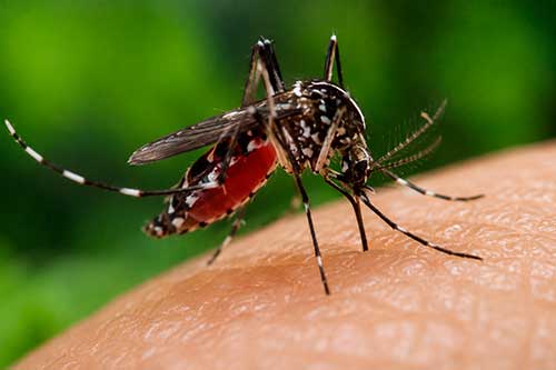 Presentada una guía de prevención y control del mosquito tigre en Bizkaia