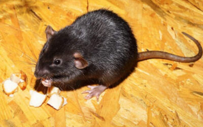 ¿Qué es el gusano pulmonar de las ratas?