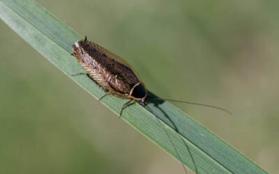 Sestao pone en marcha un plan para combatir la plaga de cucarachas