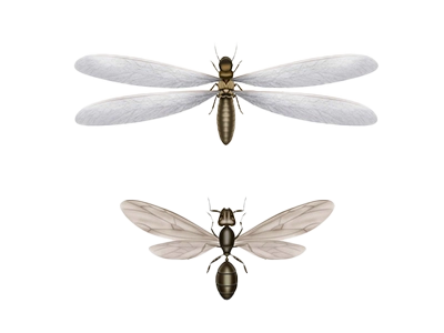 diferencia termita hormiga con alas