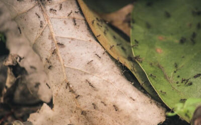 Uso de feromonas para el control de plagas en Bilbao