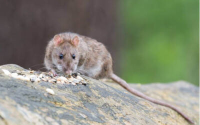 Vecinos y comerciantes hartos por una plaga de ratas en Santurtzi
