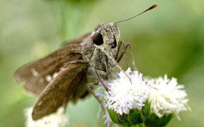 Alertan sobre la presencia de una plaga de polillas gigantes