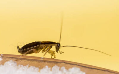 Alertan del incremento de plagas este otoño