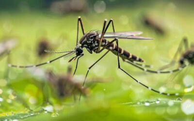 Una bacteria podría frenar la expansión del mosquito tigre