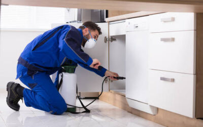 Claves pasa contratar una empresa de control de plagas en Bilbao