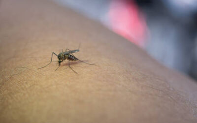 La importancia de la colaboración ciudadana en el control de plagas