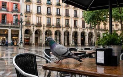 Cómo evitar las palomas en terrazas de bares en Bilbao