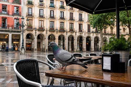 Soluciones discretas para mantener una terraza libre de palomas