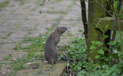 ¿Cómo preparar tu casa para evitar una plaga antes del verano?