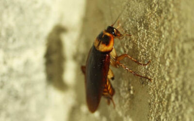 ¿Cómo dar con los nidos de cucarachas?