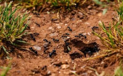 Cómo eliminar hormigas en tu hogar o jardín
