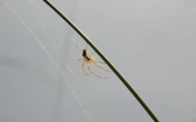 Adiós arañas: cómo mantener tu hogar libre de estos visitantes