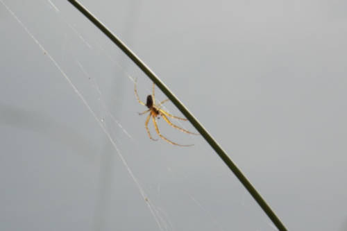 Adiós arañas: cómo mantener tu hogar libre de estos visitantes