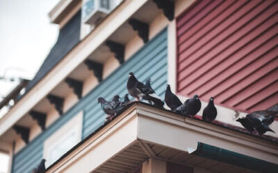 ¿Cómo evitar palomas en las ventanas?
