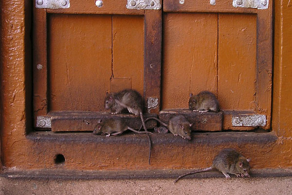 Los 10 mejores consejos de control de plagas