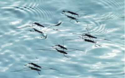 El Consorcio de Aguas destinará 25.000 euros para la fumigación de insectos