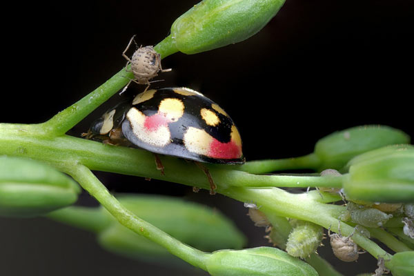 Bilbao cultivará insectos para el control de plagas