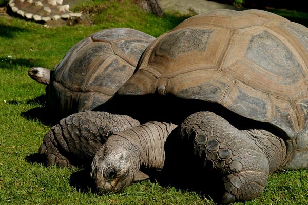 El control de plagas de ratas salva a las tortugas gigantes