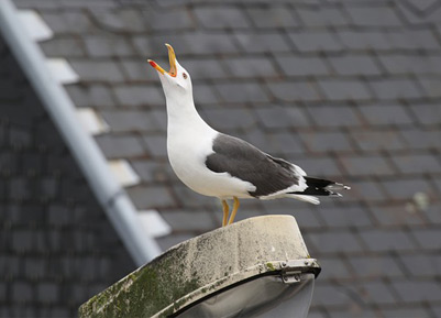 El control de plagas de gaviotas en Bizkaia comenzará en Mayo