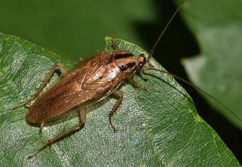 Cucarachas sí, pero no en Bilbao