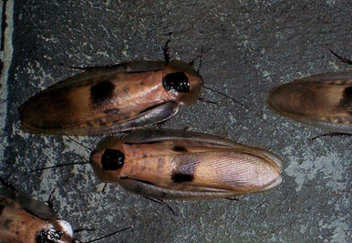 10 curiosidades en la eliminación de cucarachas