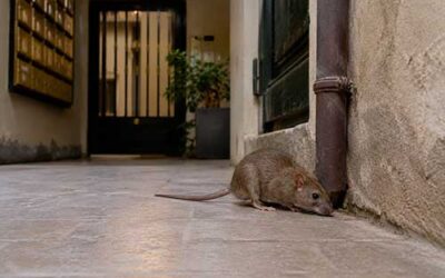 ¿Dónde se esconden las ratas en una comunidad de vecinos?