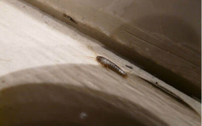 ¿Cómo encontrar el nido de los pececillos de plata?