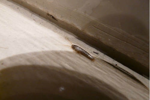 ¿Cómo encontrar el nido de los pececillos de plata?